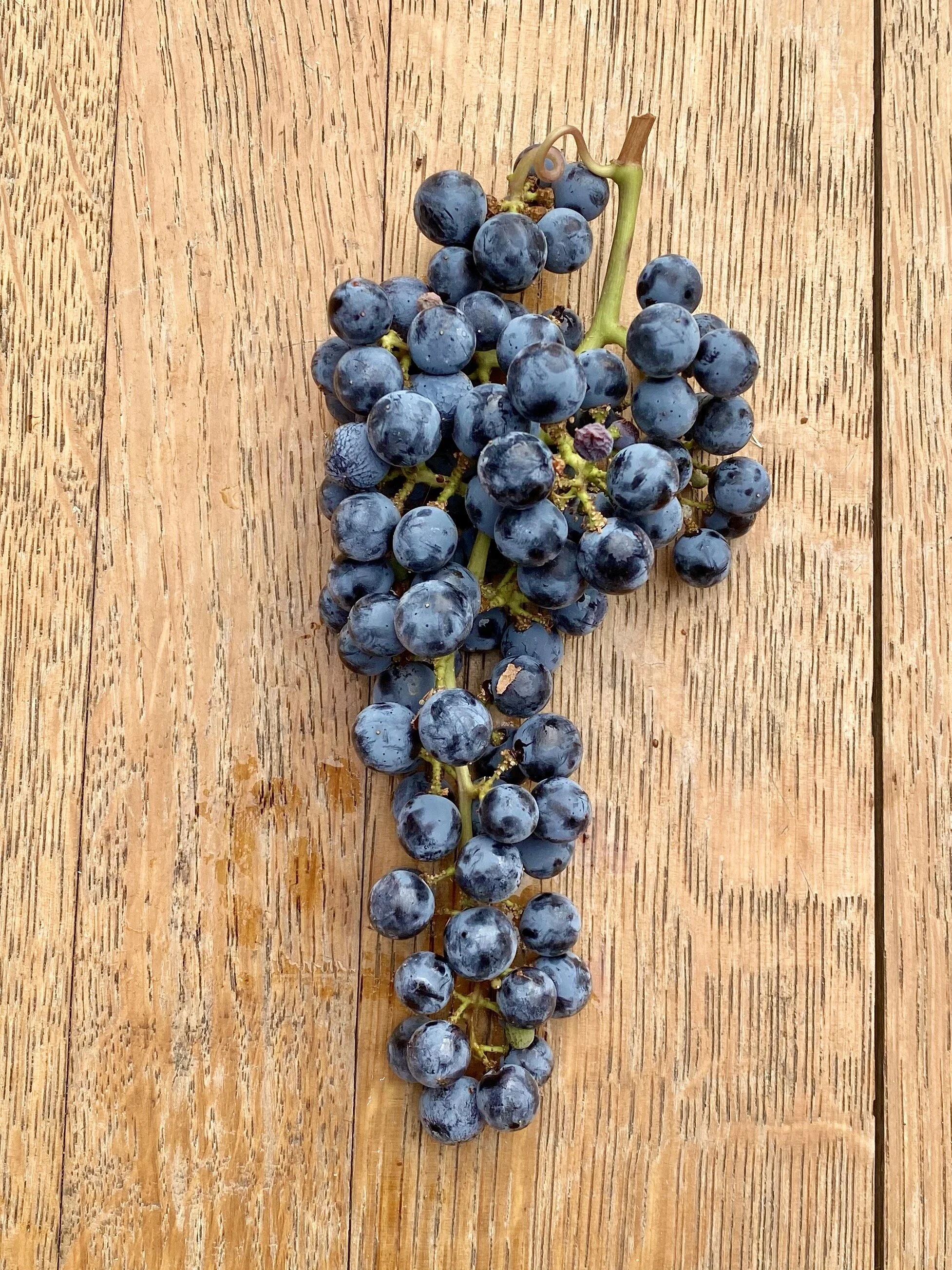 gMFfjd7cTc60nDFtEbY+JA.jpg?